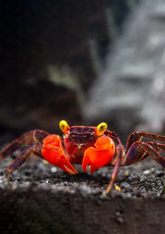 Hình nền con Cua cute cho điện thoại