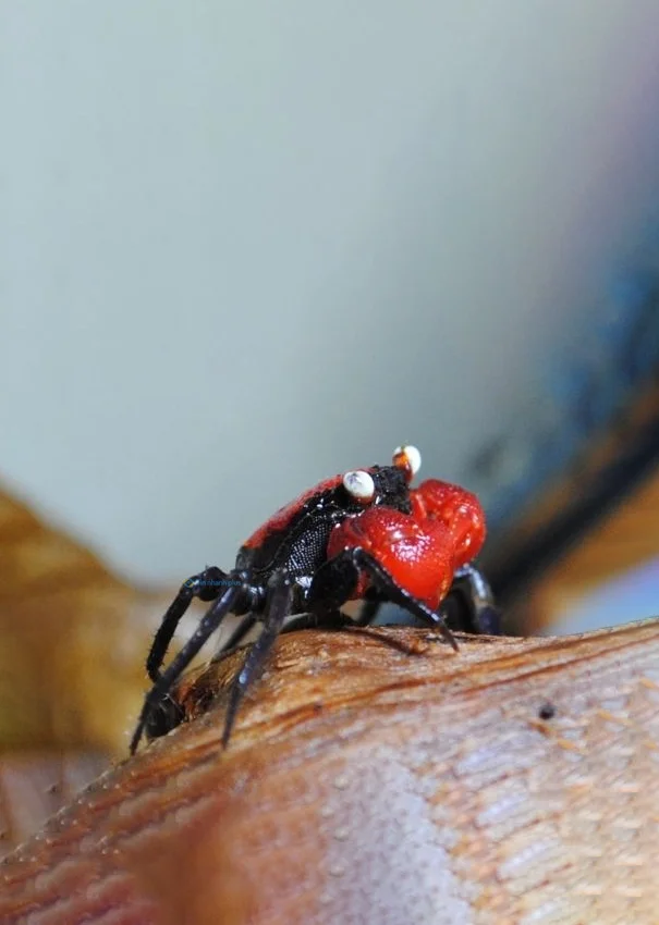 Hình nền con Cua cute cho điện thoại