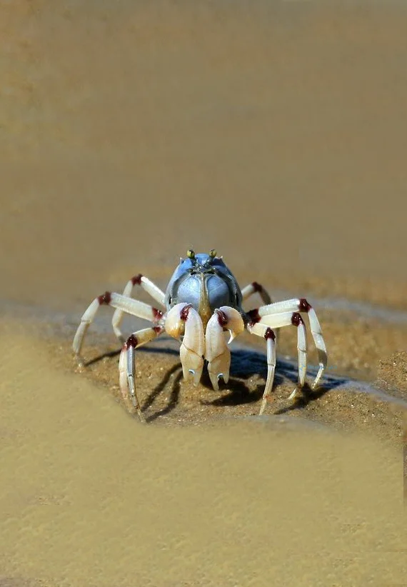 Hình nền con Cua cho điện thoại