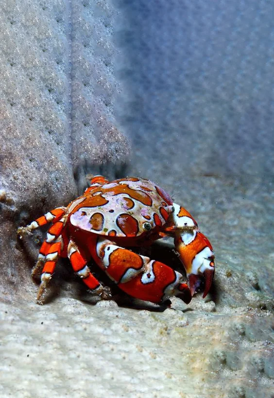 Hình nền con Cua cute cho điện thoại