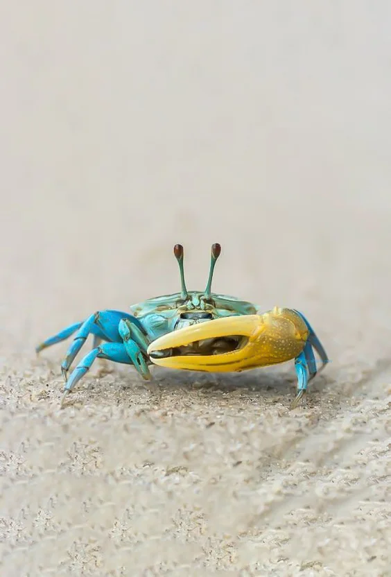 Hình nền con Cua cho điện thoại