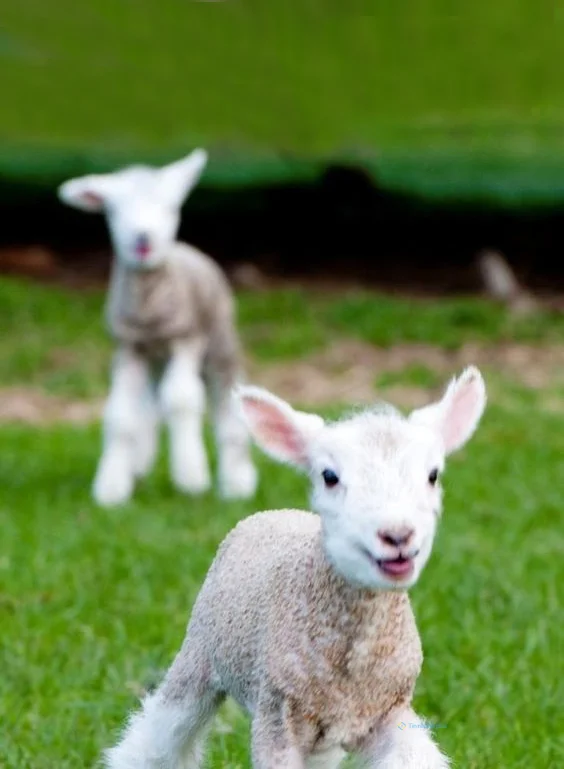 Hình nền con Cừu cho điện thoại
