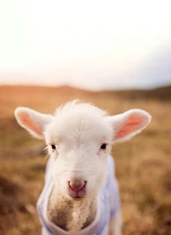 Hình nền con Cừu cho điện thoại