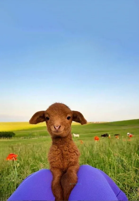 Hình nền con Cừu cho điện thoại