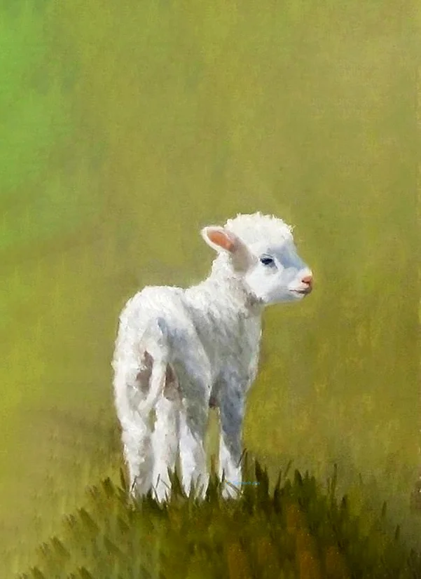 Hình nền con Cừu cho điện thoại