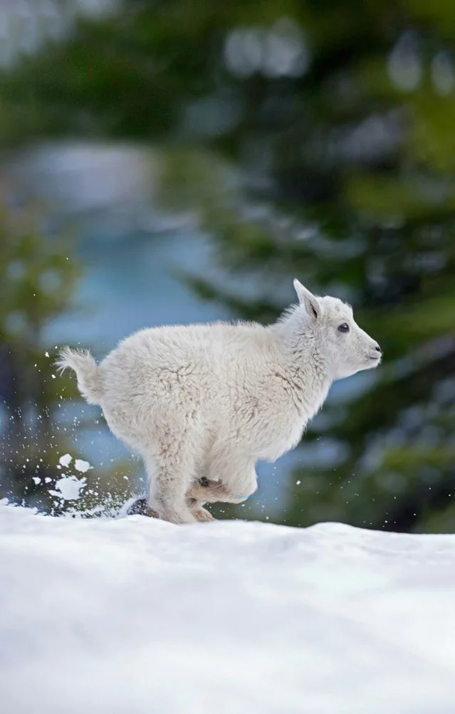 Hình nền con Cừu cho điện thoại