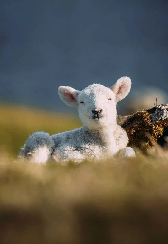 Hình nền con Cừu cho điện thoại
