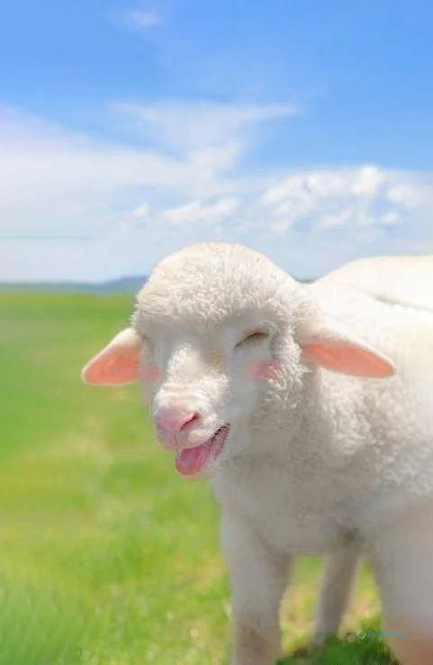 Hình nền con Cừu cho điện thoại