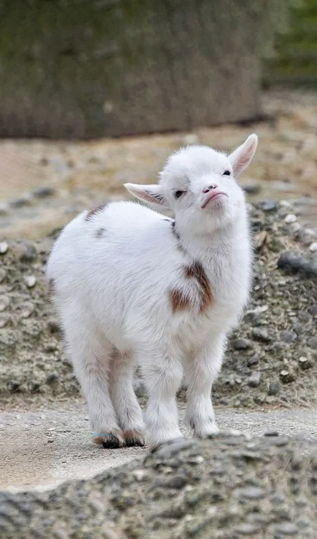 Hình nền con Cừu cho điện thoại