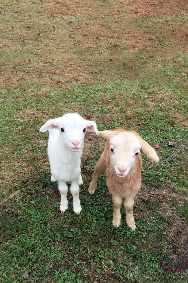 Hình nền con Cừu cho điện thoại