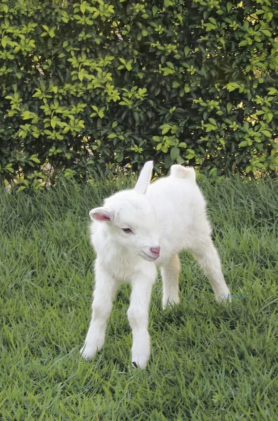 Hình nền con Cừu cho điện thoại