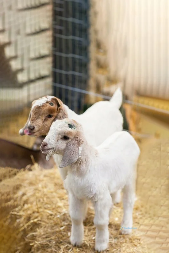 Hình nền con Cừu cho điện thoại