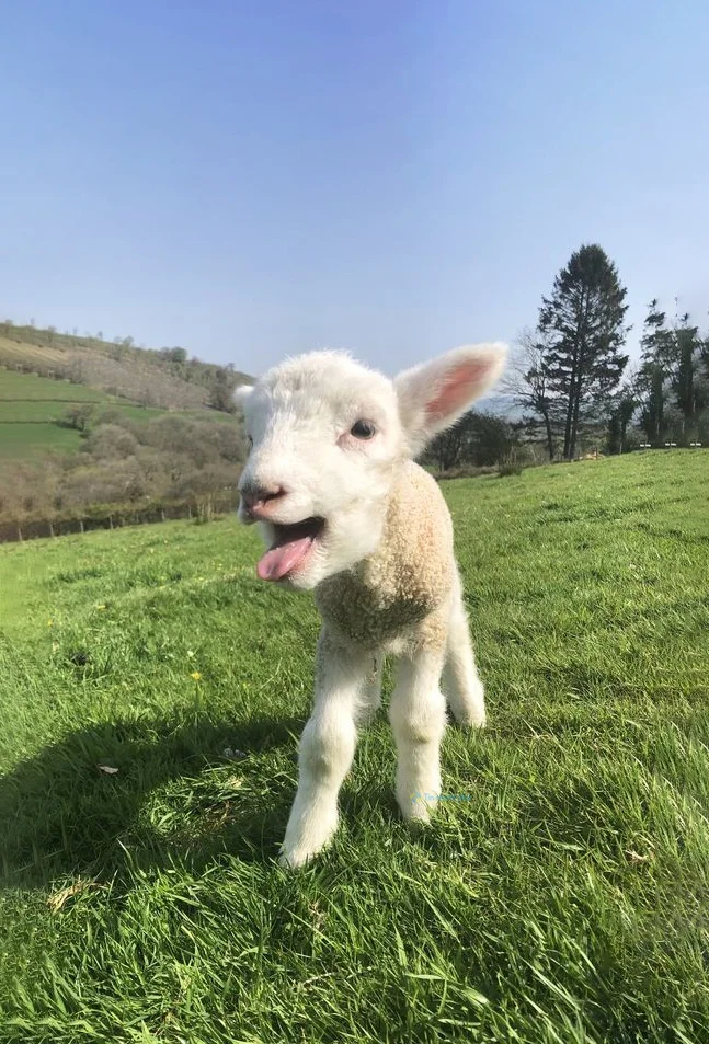 Hình nền con Cừu cho điện thoại