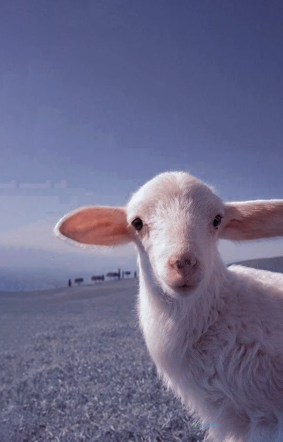 Hình nền con Cừu cho điện thoại