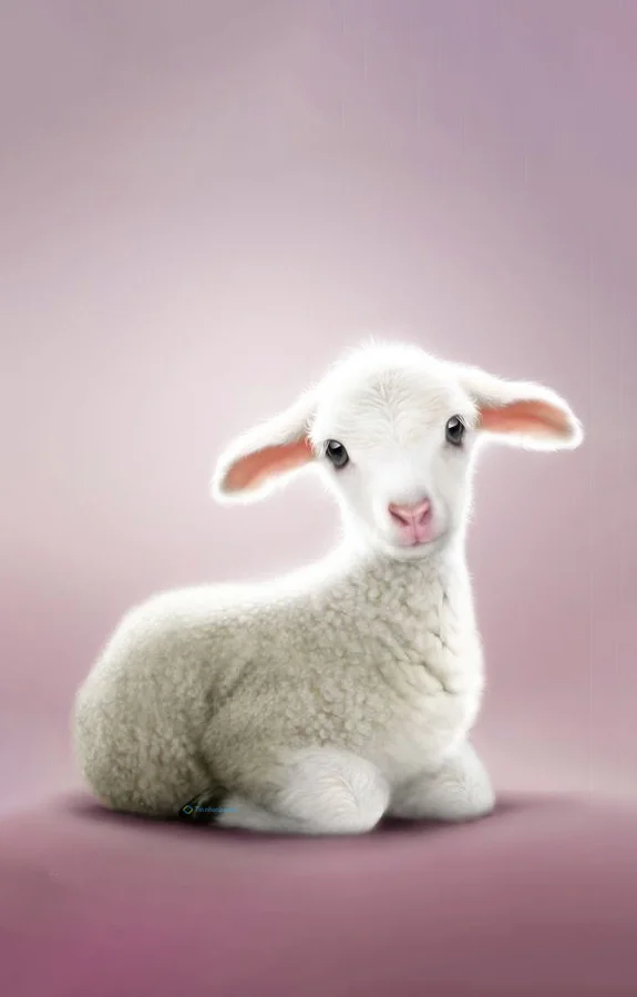Hình nền con Cừu cho điện thoại