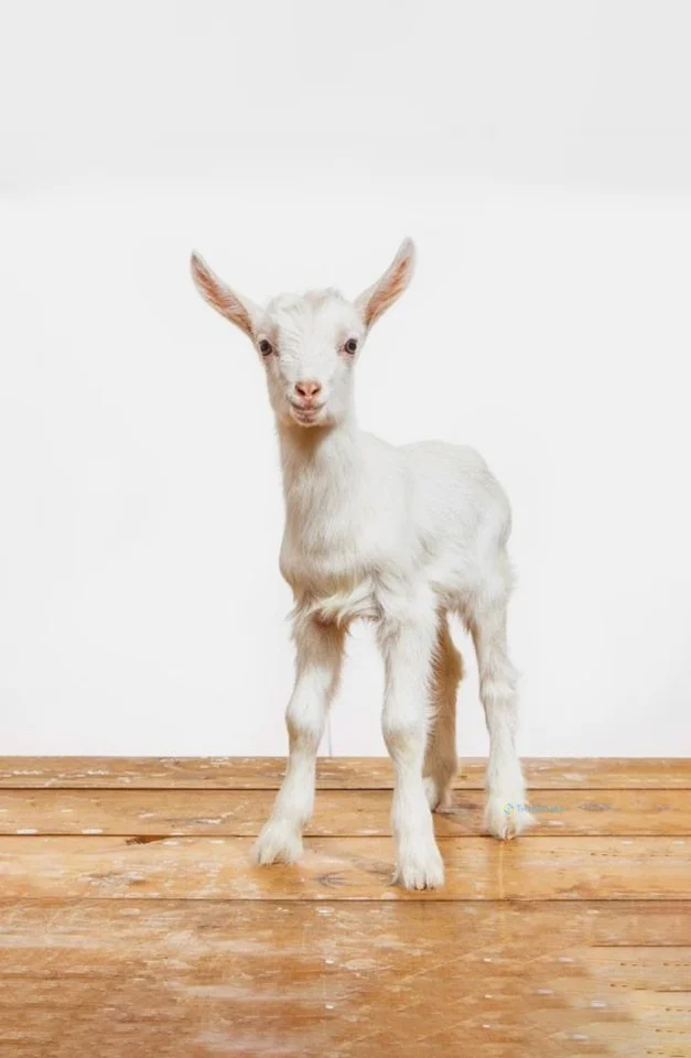 Hình nền con Cừu cho điện thoại