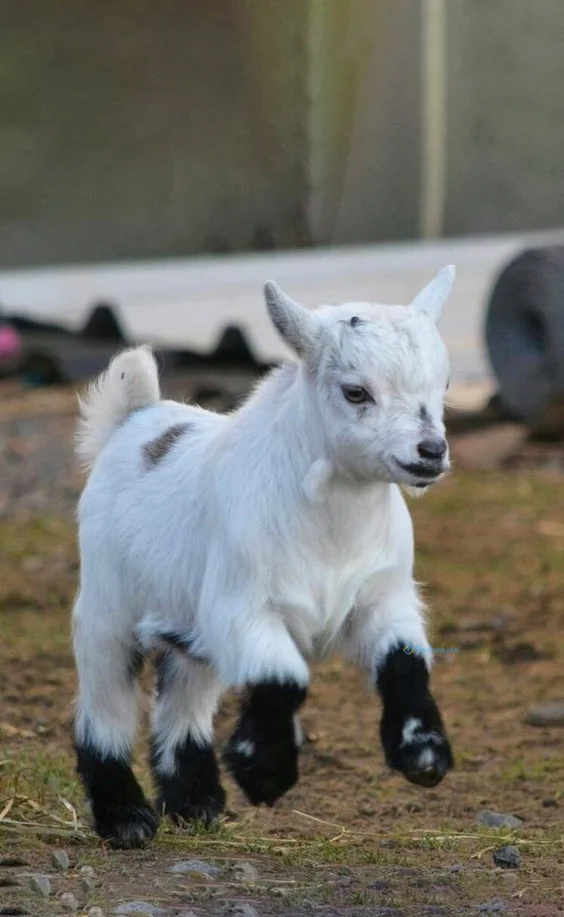 Hình nền con Cừu cho điện thoại