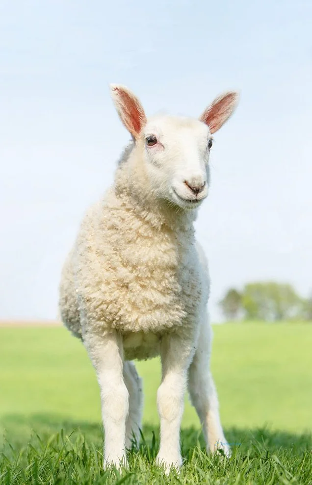 Hình nền con Cừu cho điện thoại