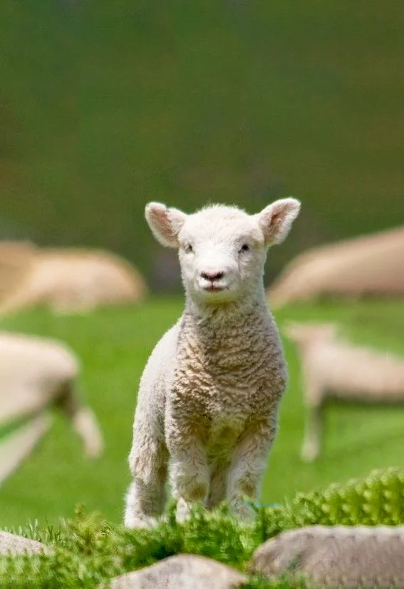 Hình nền con Cừu cho điện thoại