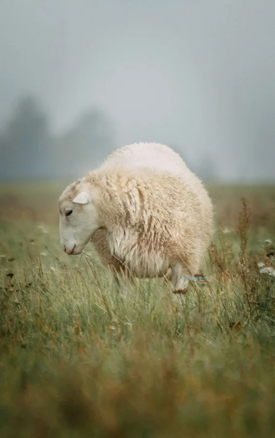 Hình nền con Cừu cho điện thoại