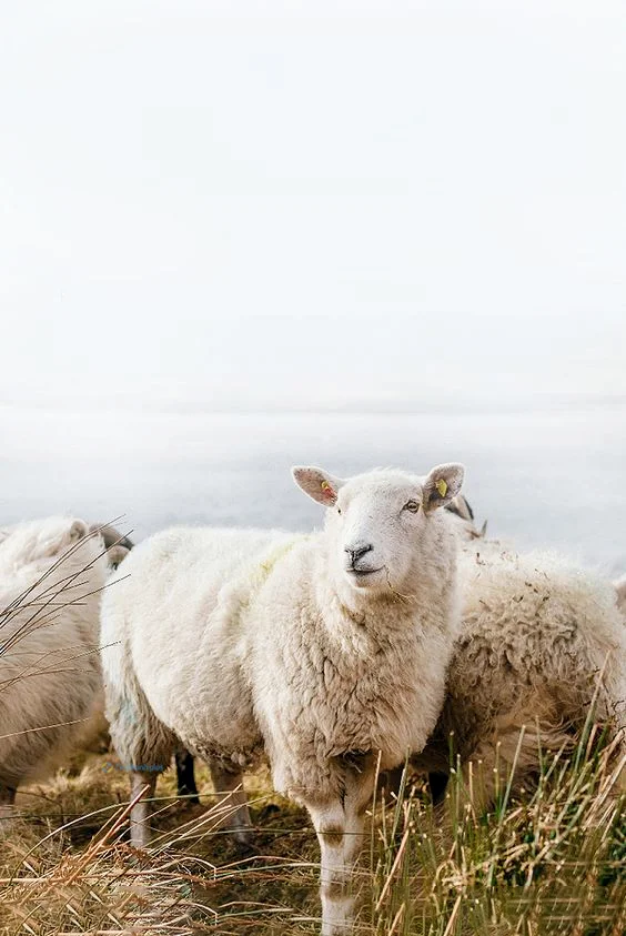 Hình nền con Cừu cho điện thoại