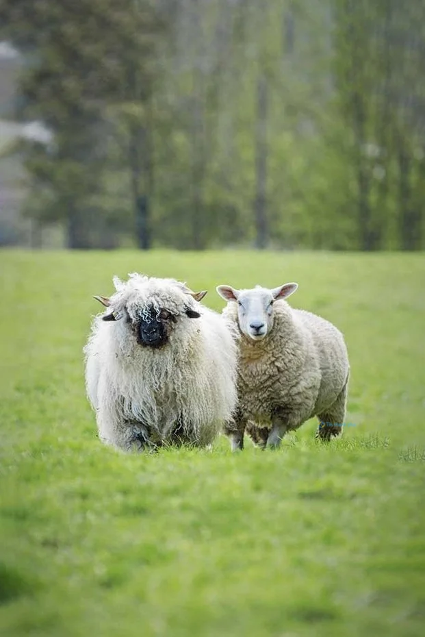 Hình nền con Cừu cho điện thoại