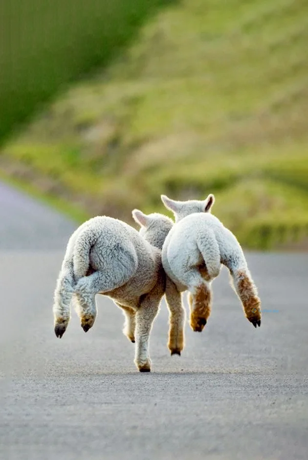 Hình nền con Cừu cho điện thoại