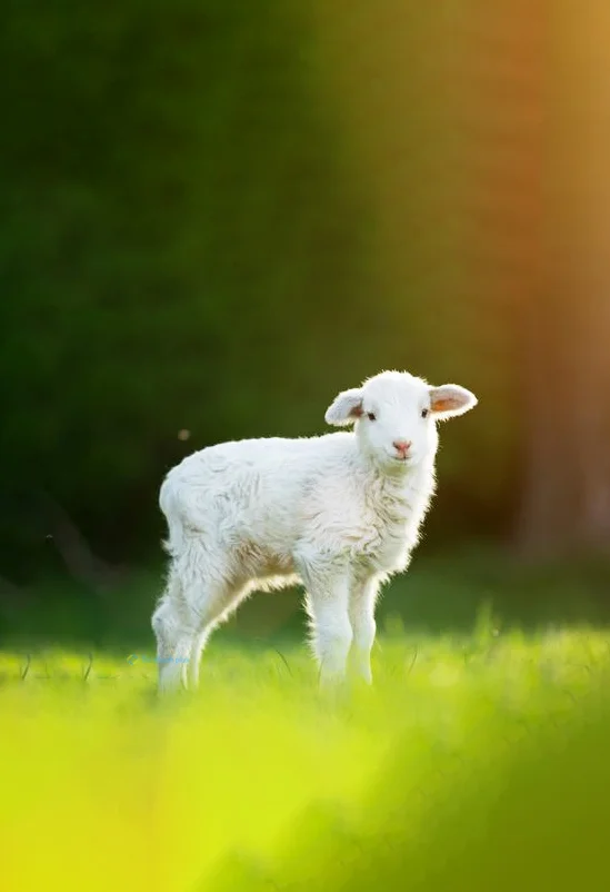 Hình nền con Cừu cho điện thoại