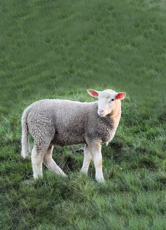 Hình nền con Cừu cho điện thoại