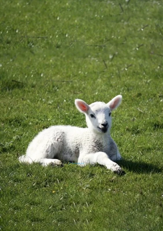 Hình nền con Cừu cho điện thoại