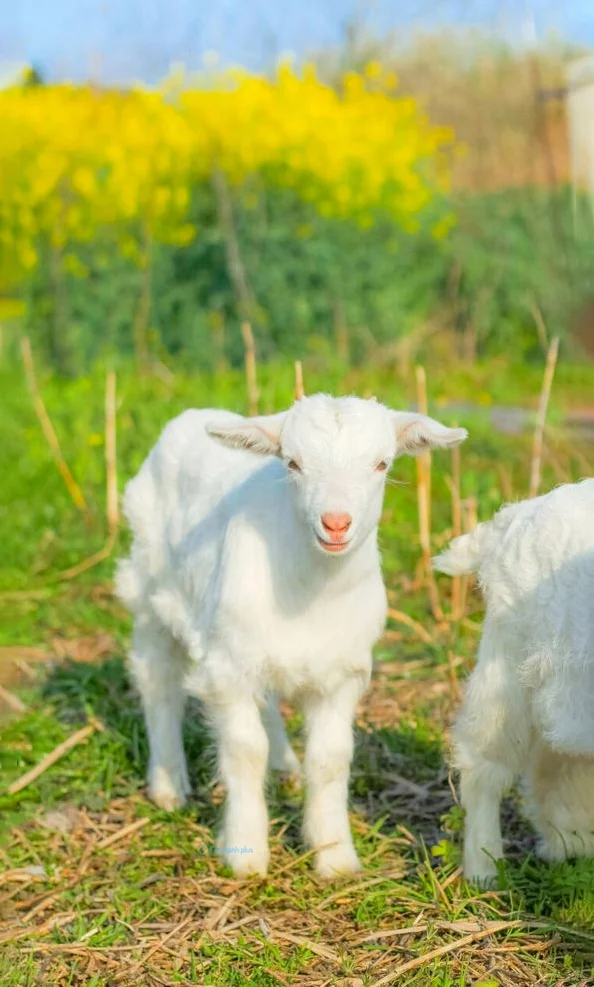Hình nền con Cừu cho điện thoại