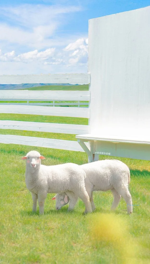 Hình nền con Cừu cho điện thoại