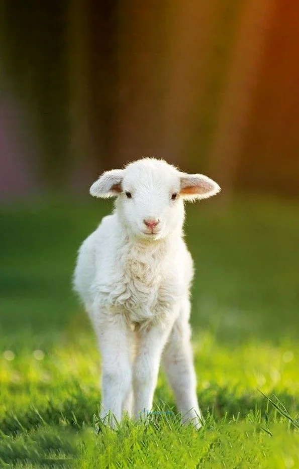 Hình nền con Cừu cho điện thoại