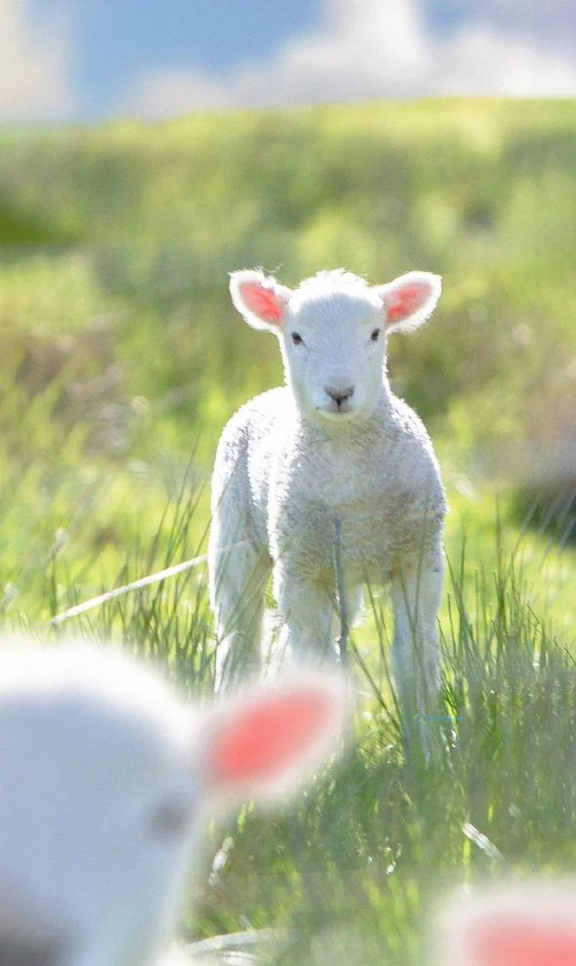 Hình nền con Cừu cho điện thoại