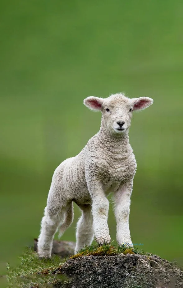 Hình nền con Cừu cho điện thoại