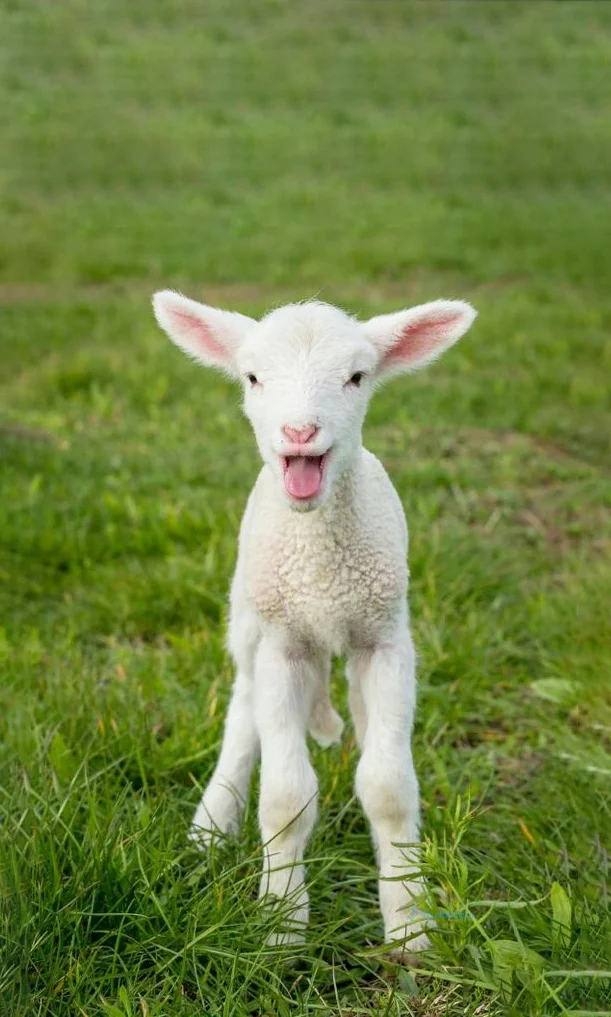 Hình nền con Cừu cho điện thoại