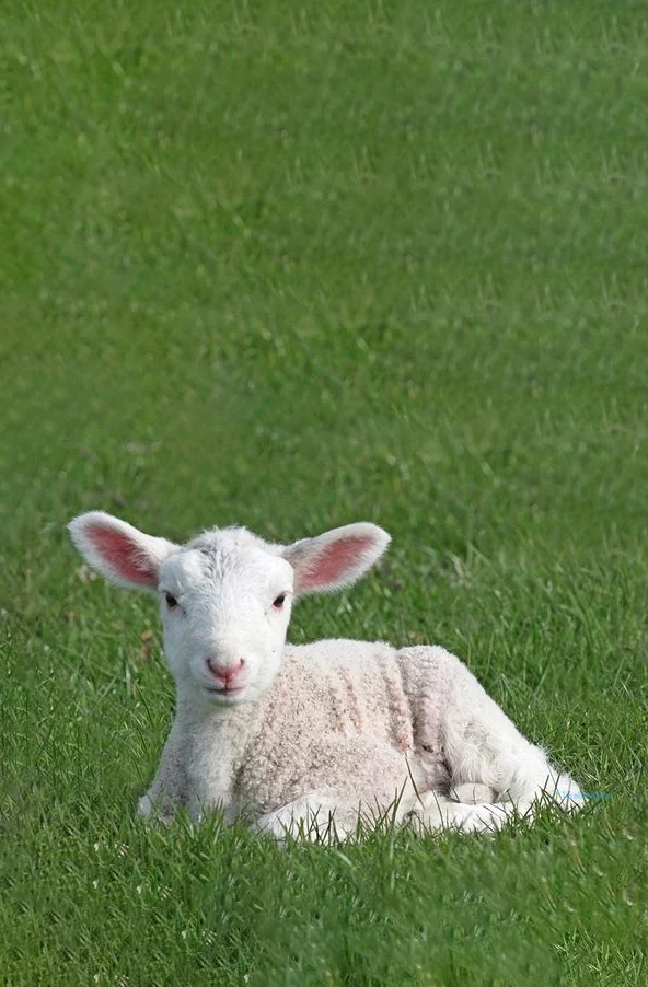 Hình nền con Cừu cho điện thoại