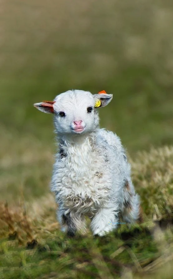 Hình nền con Cừu cho điện thoại