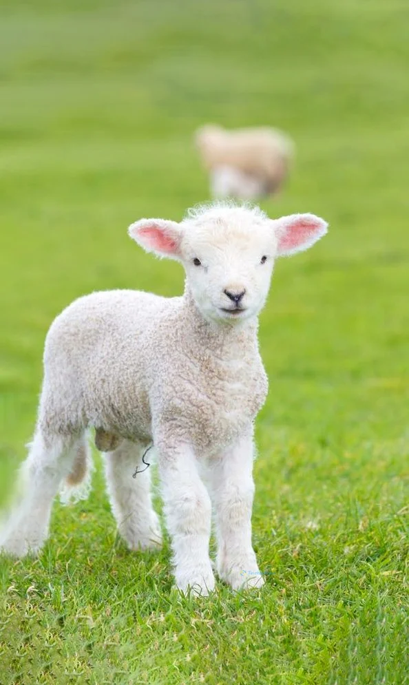 Hình nền con Cừu cho điện thoại