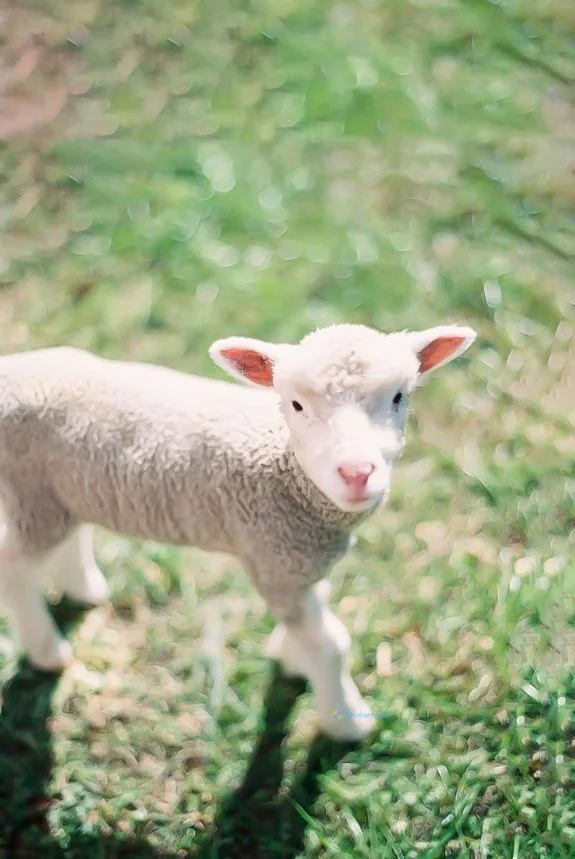 Hình nền con Cừu cute cho điện thoại