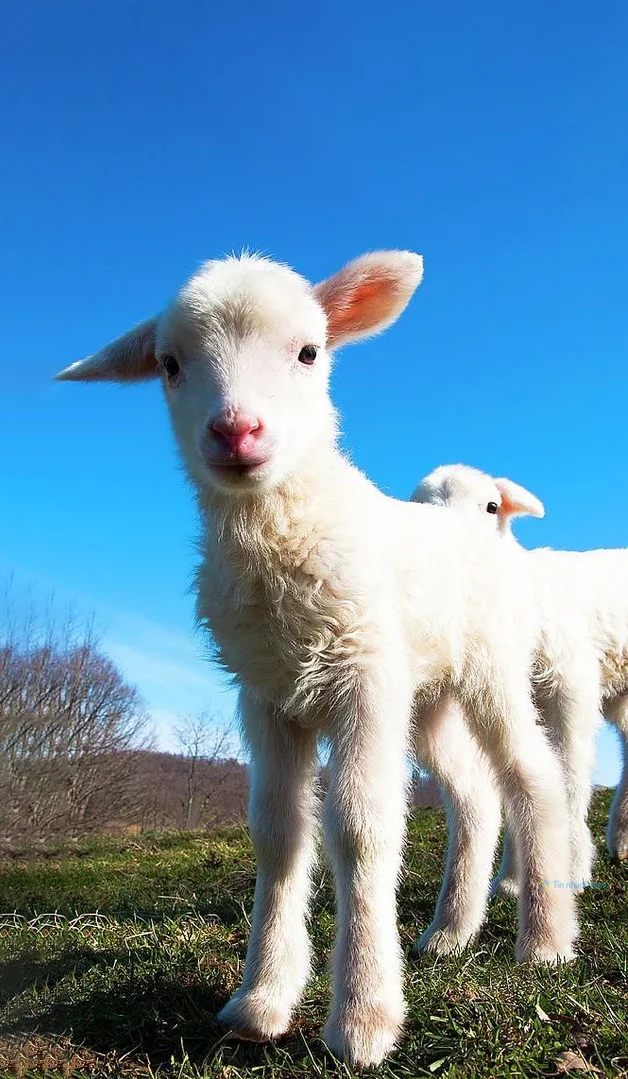 Hình nền con Cừu cute cho điện thoại