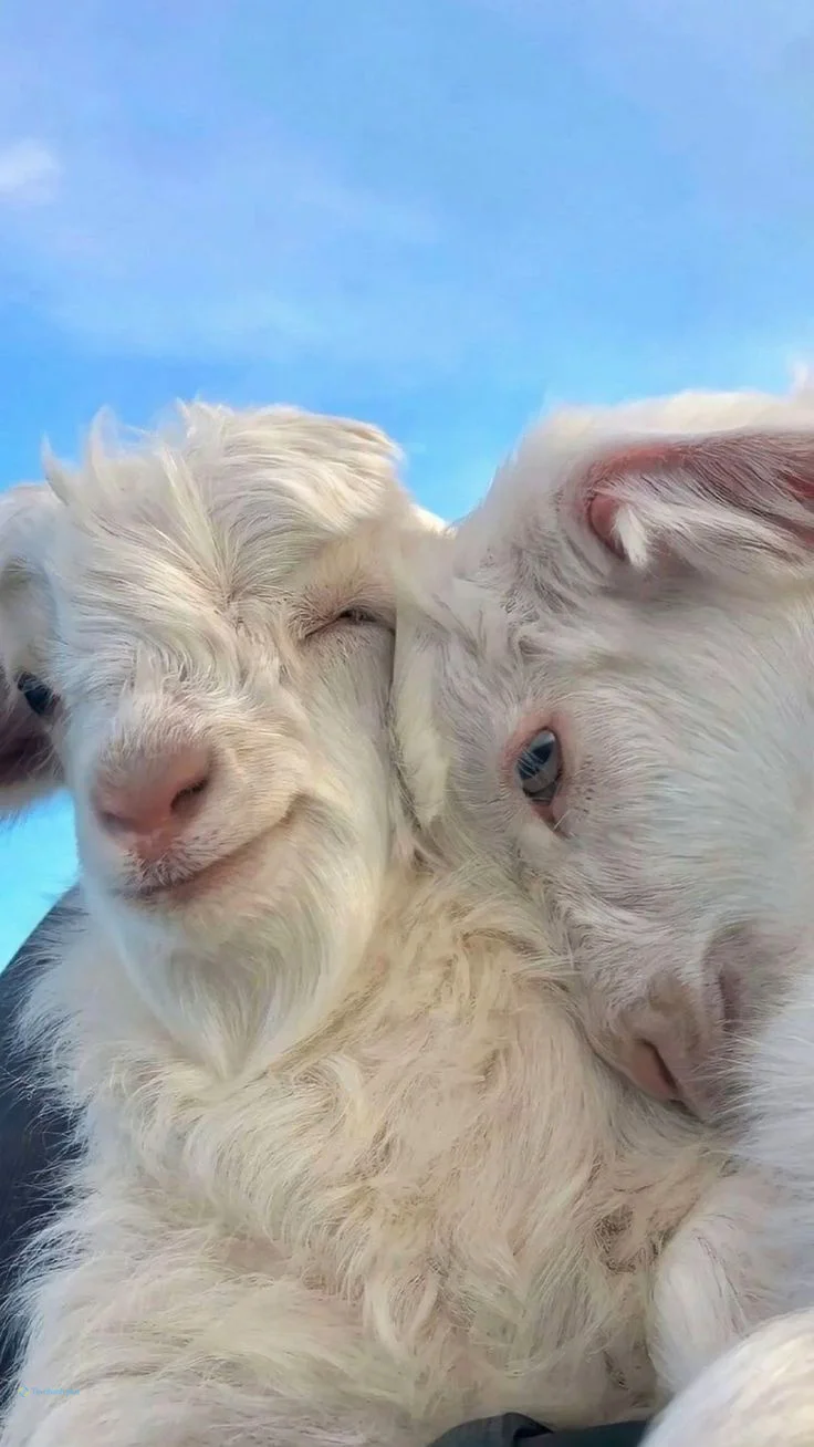 Hình nền con Cừu cute cho điện thoại