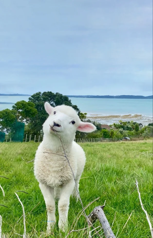 Hình nền con Cừu cute cho điện thoại