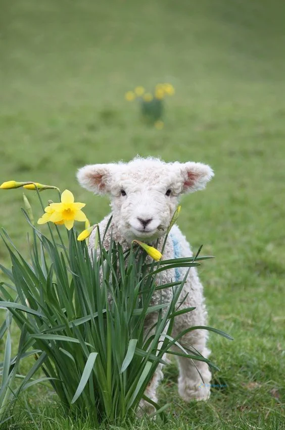 Hình nền con Cừu cute cho điện thoại