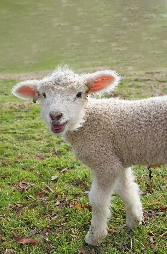 Hình nền con Cừu cute cho điện thoại