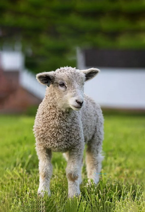 Hình nền con Cừu cute cho điện thoại