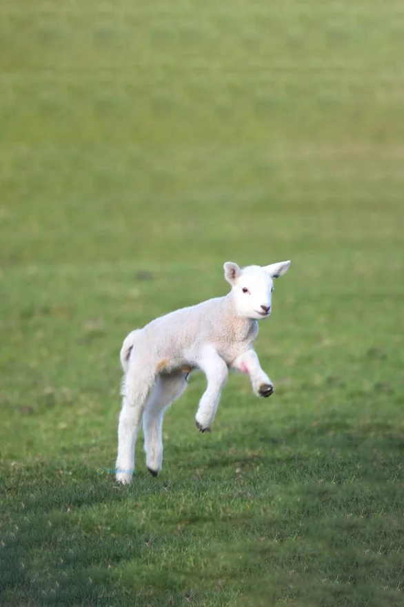 Hình nền con Cừu cute cho điện thoại