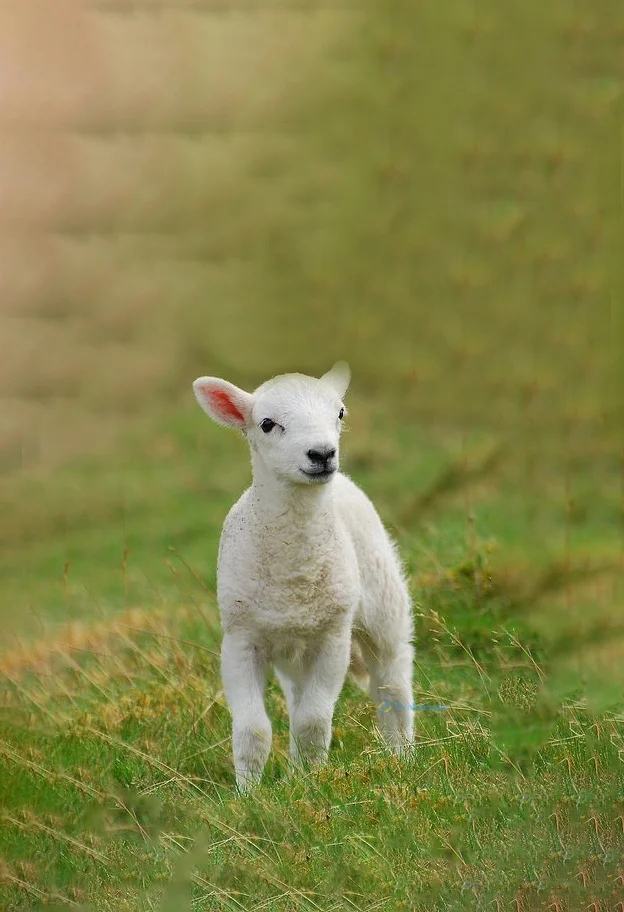 Hình nền con Cừu cute cho điện thoại