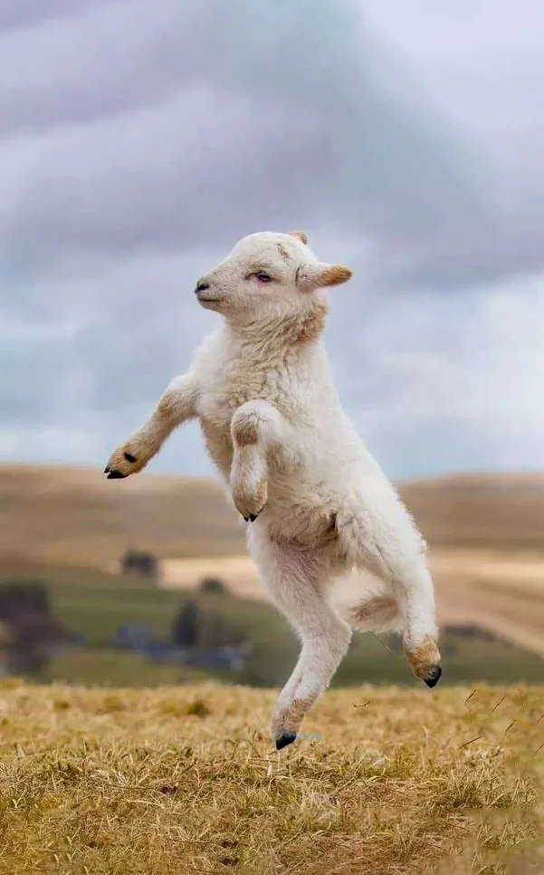 Hình nền con Cừu cute cho điện thoại