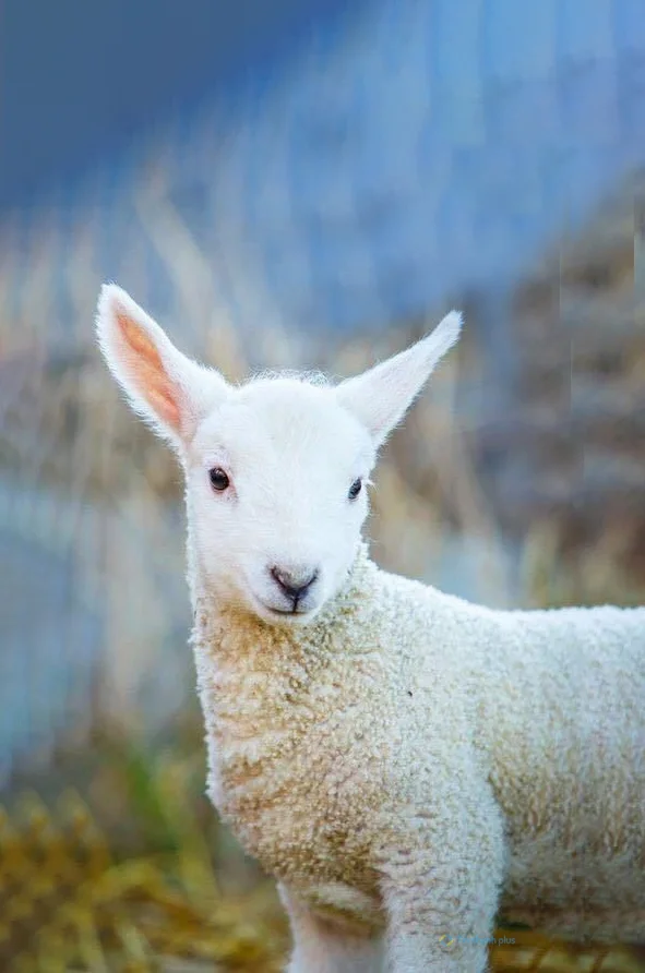 Hình nền con Cừu cute cho điện thoại